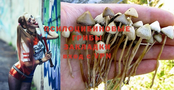 прущие грибы Баксан